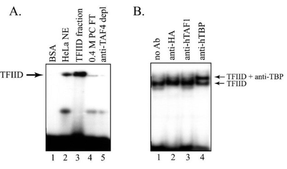 Binding of TFIID to the cyclin D1 TDE1requires TAF1 activity.jpg